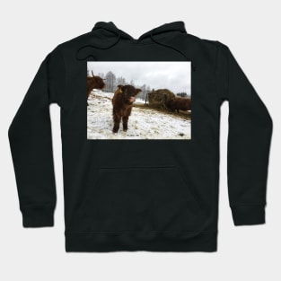 Scottish Highland Cattle Calf 1660 Hoodie